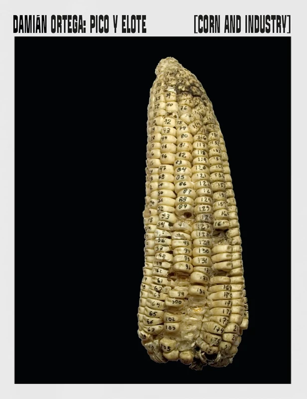Corn and Industry - Image 1