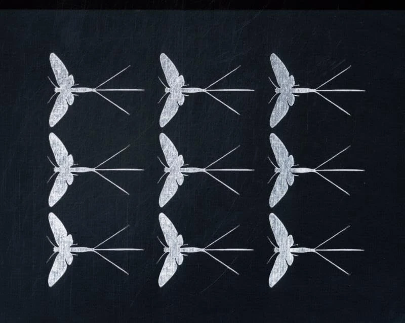 Darren Smith - Mayflies