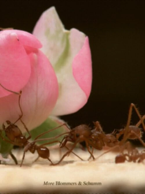 Blommers & Schumm - More - Photography Archive Book