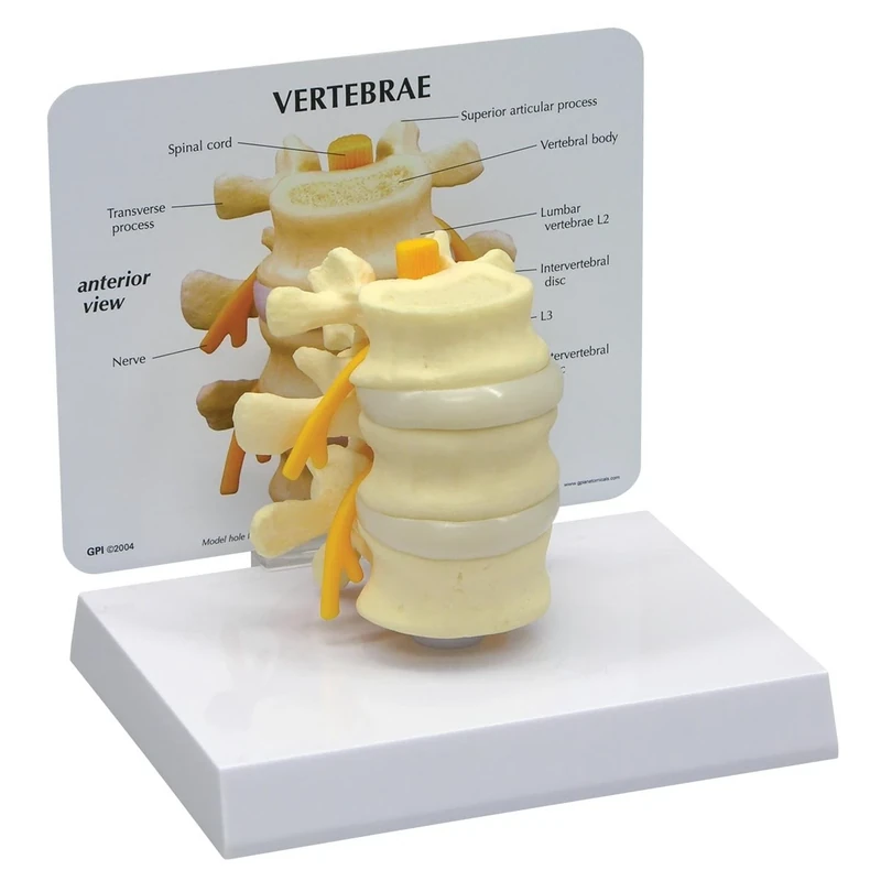 3B Scientific Basic Vertebrae Model