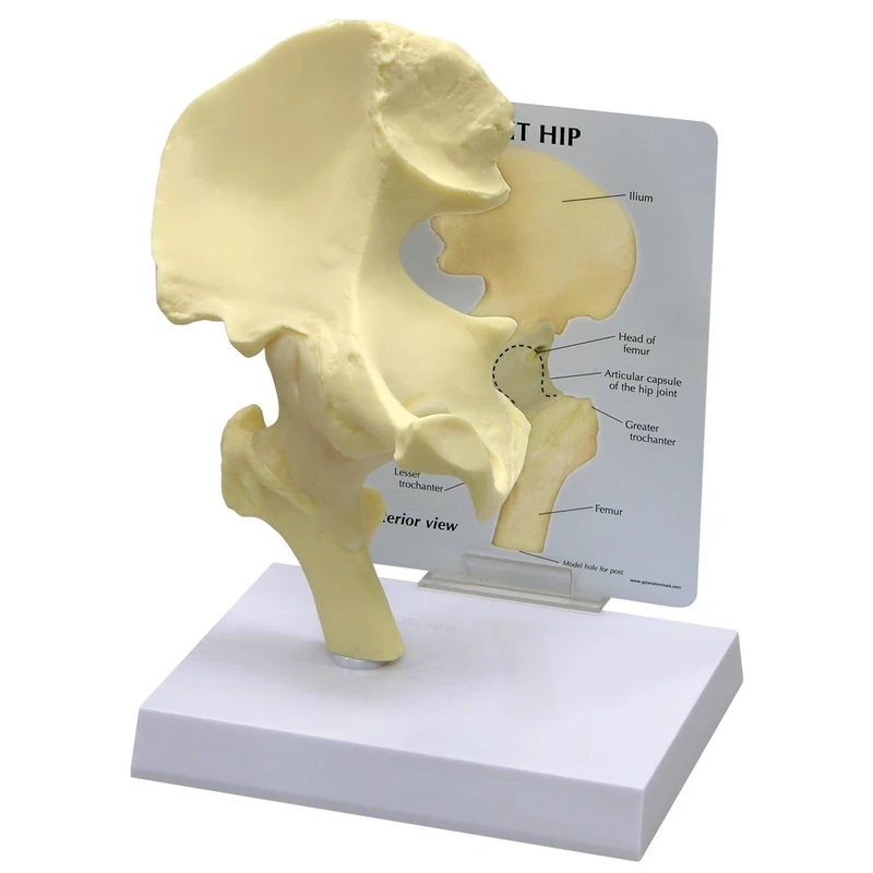 3B Scientific Basic Hip Model