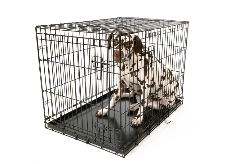 RAC Advanced Fold Flat Carrier, Large