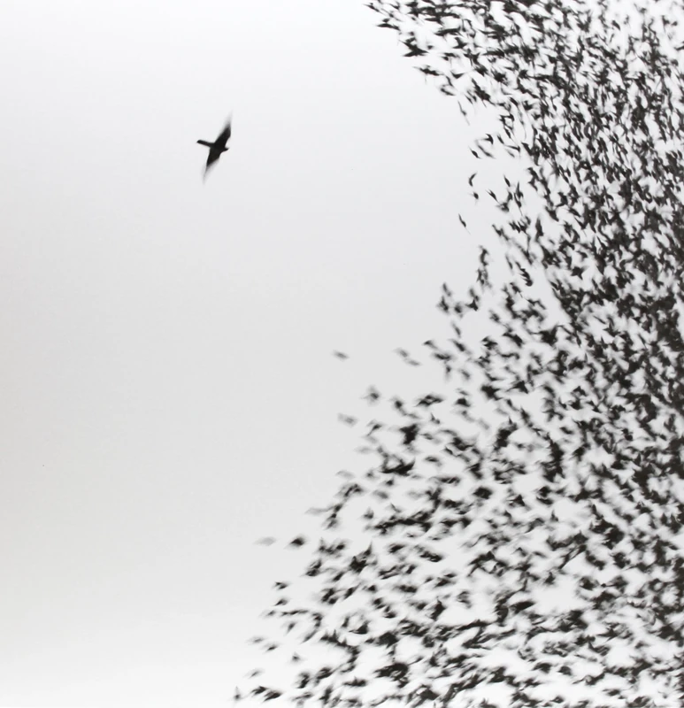 Sky Blue Sky [DOUBLE VINYL + Bonus CD] [12" VINYL]