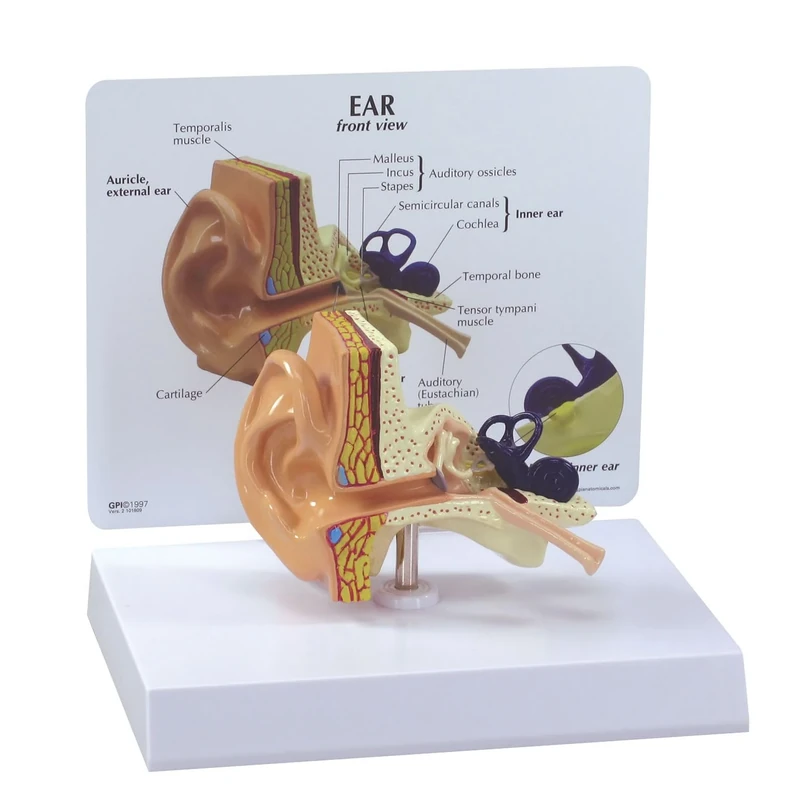 3B Scientific Ear Model
