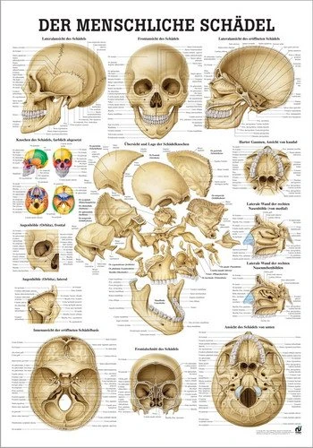 Ruediger Anatomie TA58LAM The Skull Bones of the Human Board 70 cm x 100 cm Laminated