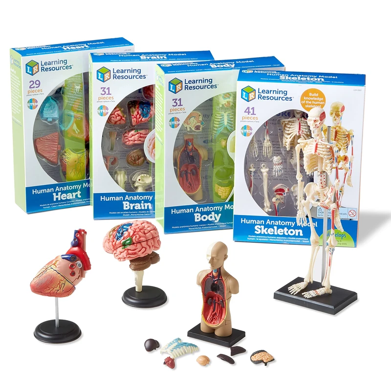 Learning Resources Anatomy Models Bundle, Ages 8+, Human Body, Brain, Heart, Skeleton, Miniature Models for Classroom Learning, Hands-on Science, 132 Pieces