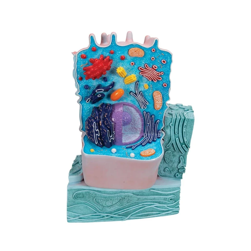 3B Scientific R04 Animal Cell Model