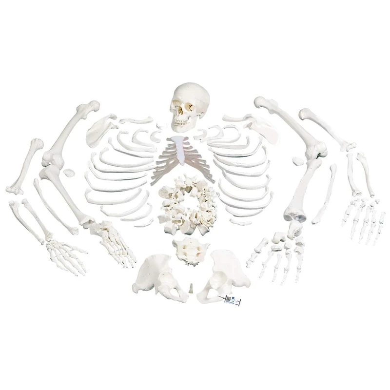 3B Scientific Human Anatomy - Disarticulated Full Human Skeleton Model with 3 part skull + free anatomy software - 3B Smart Anatomy