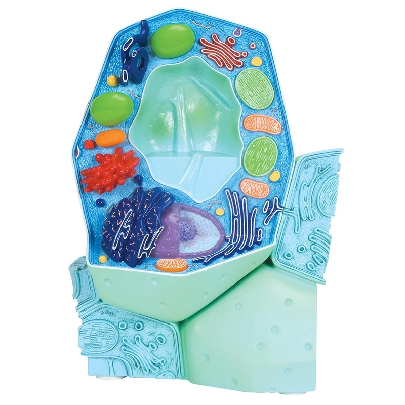 3B Scientific R05 Plant Cell Model