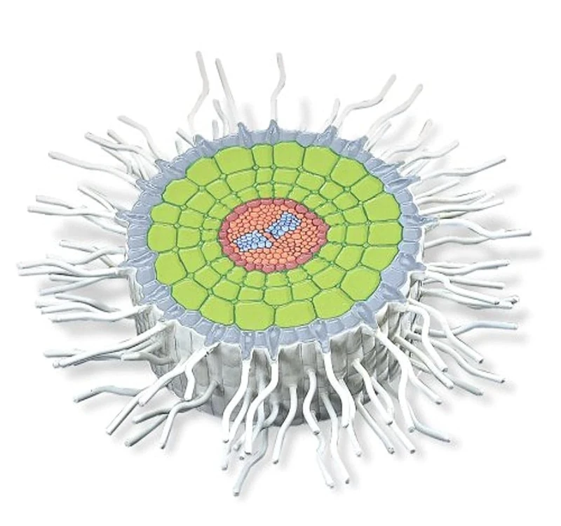 3B Scientific Absorption Zone of the Root (Sinapis alba), Model