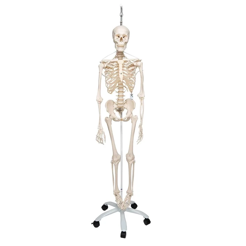 3B Scientific Human Anatomy Skeleton Model Frank - Functional and Physiological, On Hanging Stand A15/3S + free anatomy software - 3B Smart Anatomy