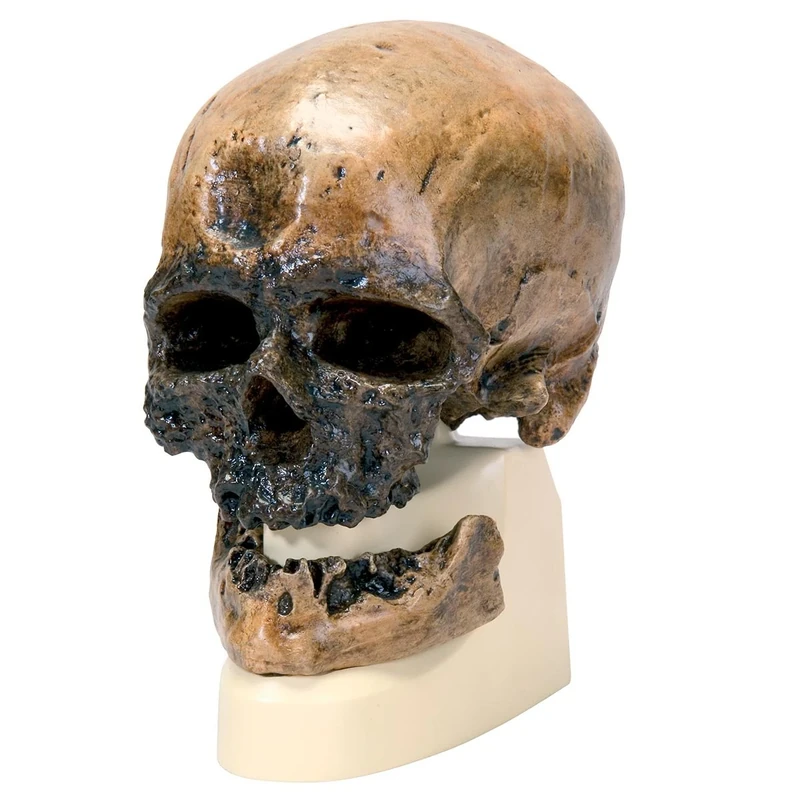 3B Scientific VP752/1 Homo Sapiens Skull (Cro-Magnon) Model, Replica