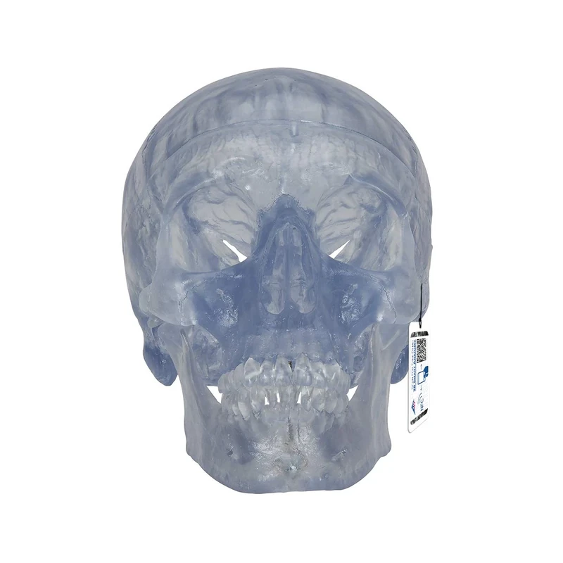 3B Scientific Human Anatomy - Transparent Classic Human Skull Model with Magnetic Connections, 3 Part + free anatomy software - 3B Smart Anatomy