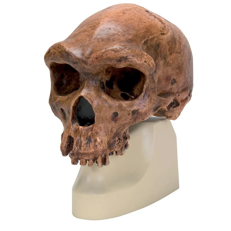 3B Scientific VP754/1 Homo Rhodesiensis Skull (Broken Hill; Woodward, 1921) Model, Replica