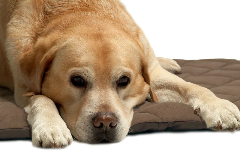 Petlife Flectabed Q Thermal Pet Bedding for Dog/ Cat, 50 x 30-inch, Brown