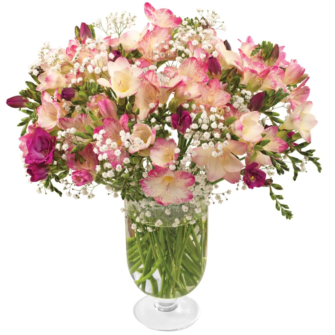 Sendabunch Fresh Pink Freesia Bouquet with 30 Sweetly Scented Stems - Hand-Picked Channel Island Flowers With 8-Day Freshness Guarantee - Perfect for Birthdays, Anniversaries & Special Occasions