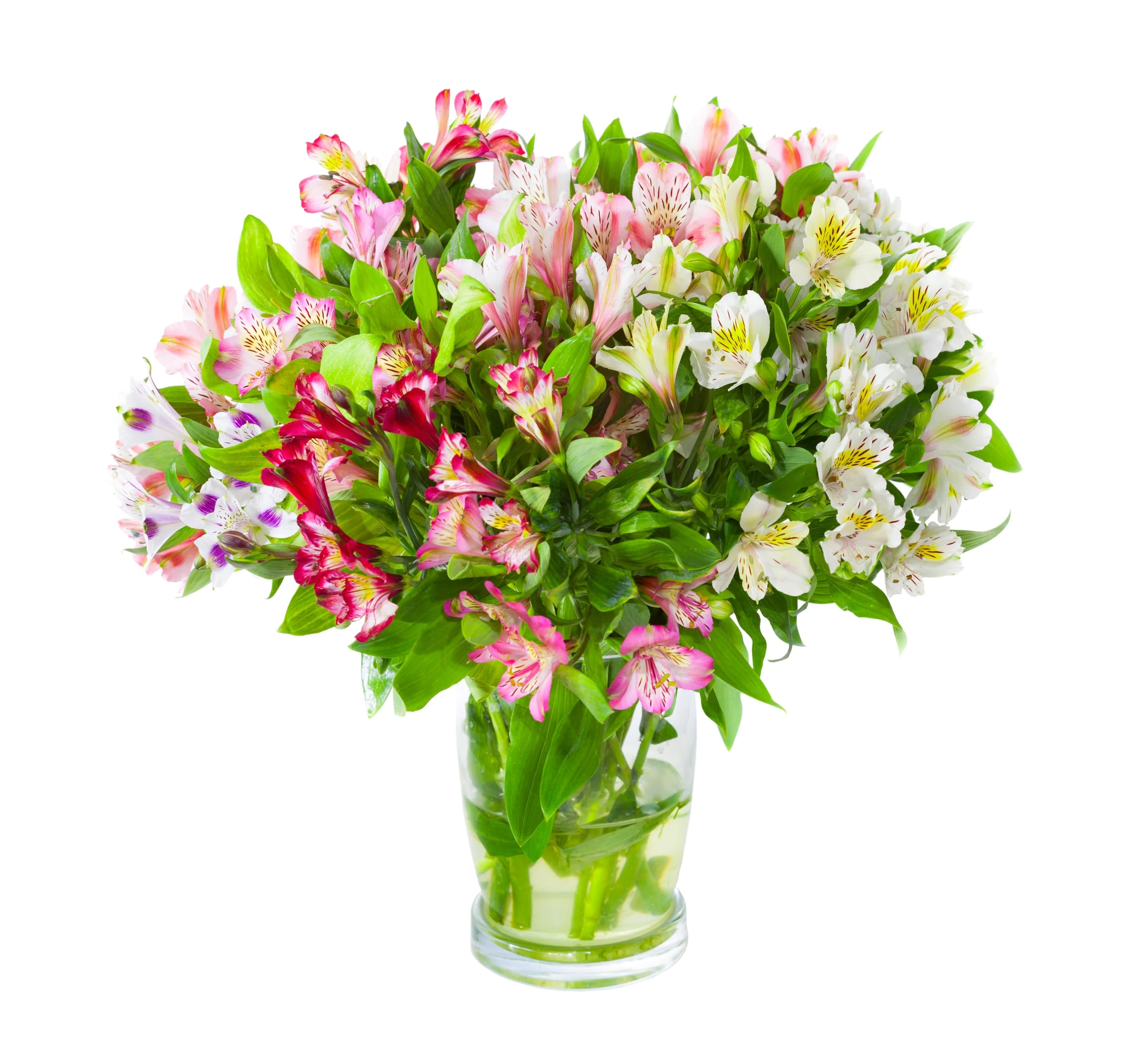 20 Stem Beautiful Alstroemeria Bouquet Comes With Our 8 Day Freshness Guarantee.
