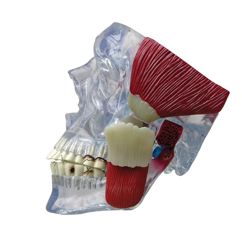 3B Scientific TMJ Model - Image 1