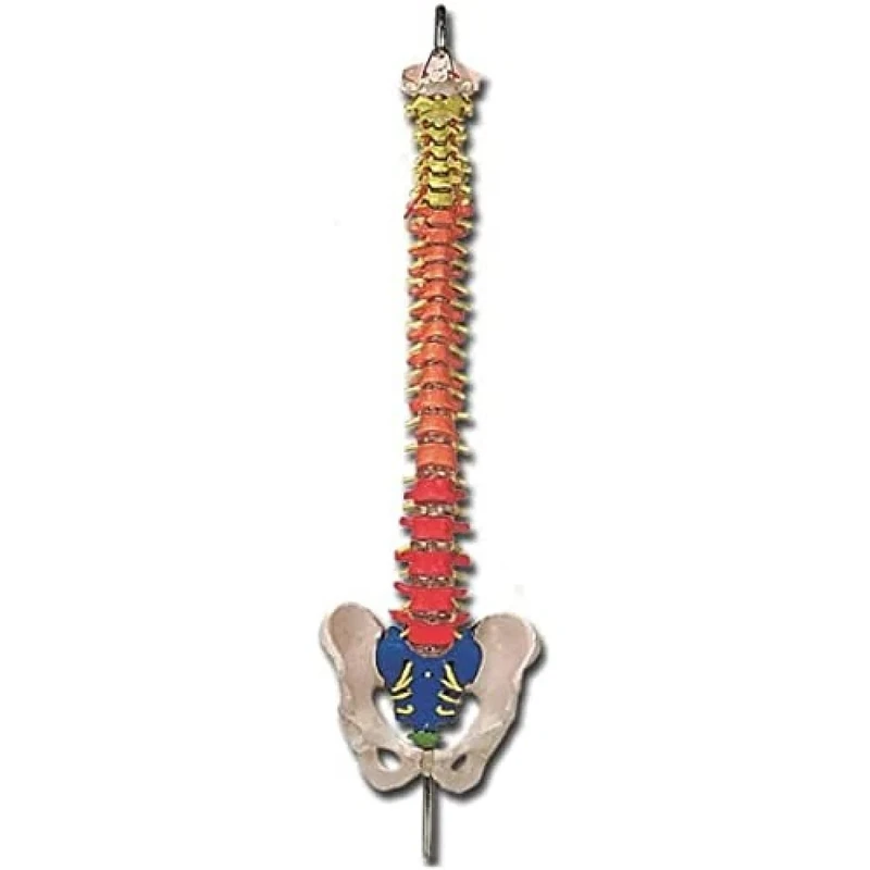 Gima - Anatomical Model of Human Vertebral Column, with Colour Coded Regions, Highly Detailed, Magnification 1X