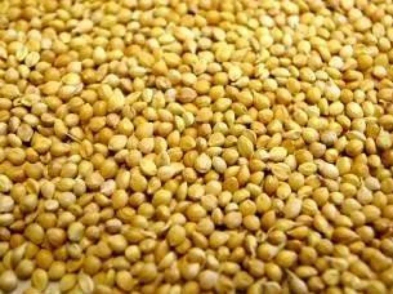 Willsbridge Panicum Millet Seed Bird Food