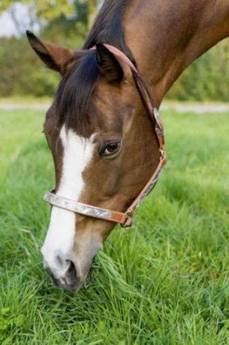 HKM Western Leather Halter Show with Silver-Plated Decoration, Dark Brown, Warmblood