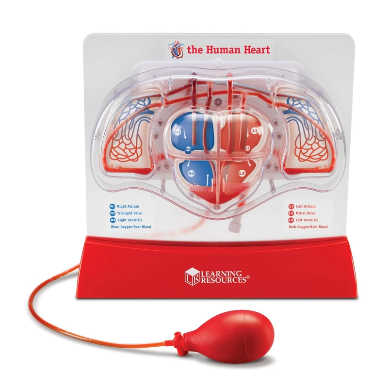 Learning Resources Pumping Heart Model, 12inx11inx5in