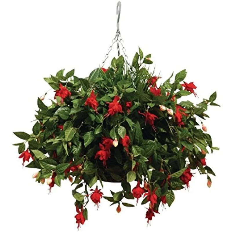 Stalwart CD157 Fuchsias In A Hanging Basket, 12"