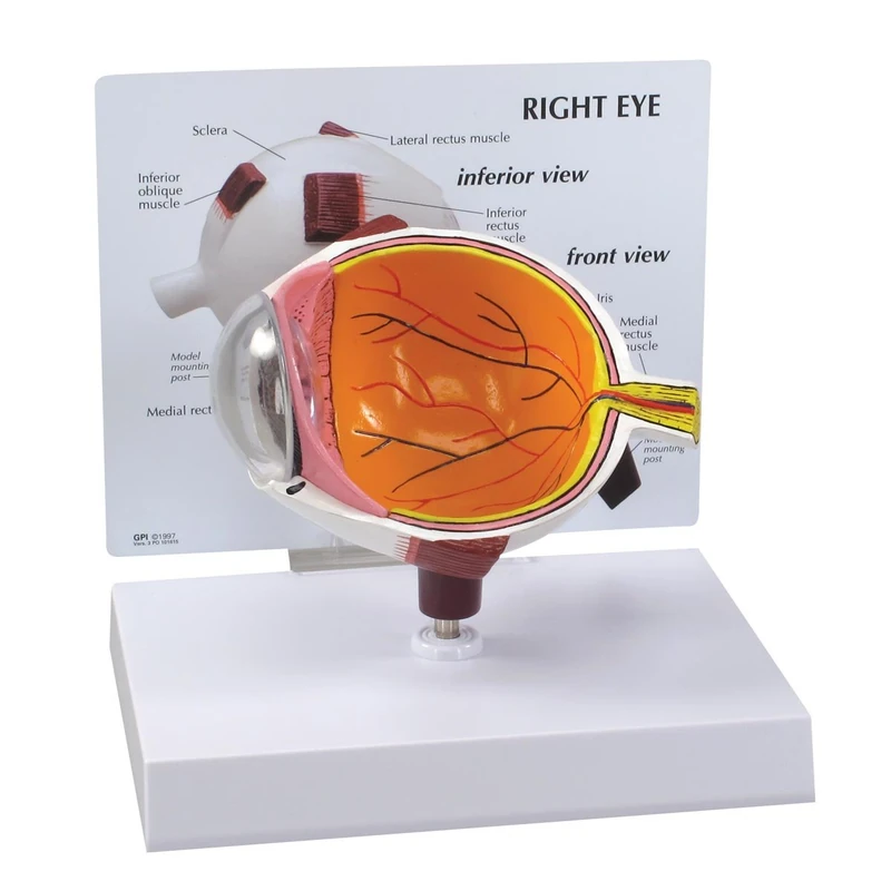 Eye Model