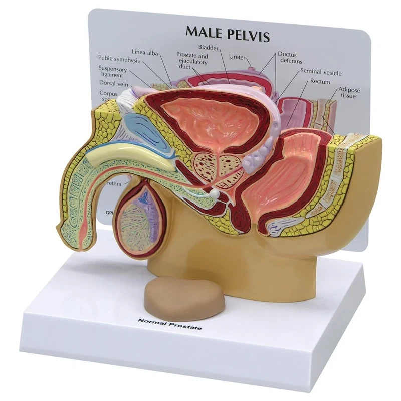 3B Scientific Male Pelvis with Prostate