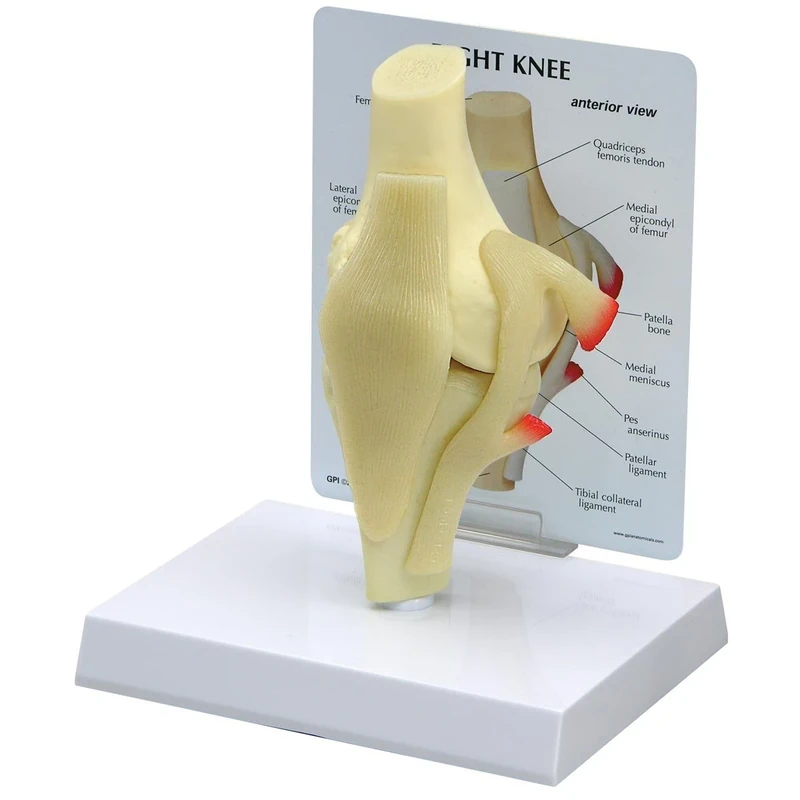 3B Scientific Basic Knee Model