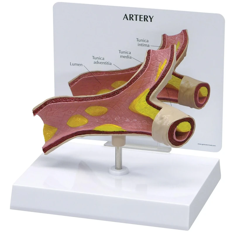 3B Scientific Artery Model