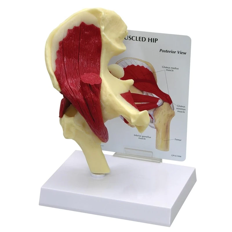 3B Scientific Muscled Hip Model