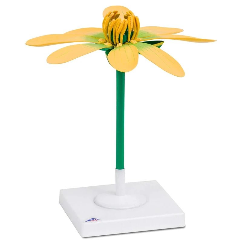 3B Scientific Lesser Celandine Flower (Ficaria verna), Model