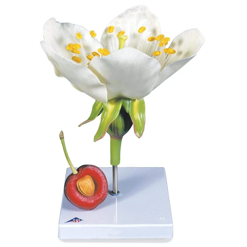3B Scientific T21019 Cherry Blossom With Fruit (Prunus Avium) Model
