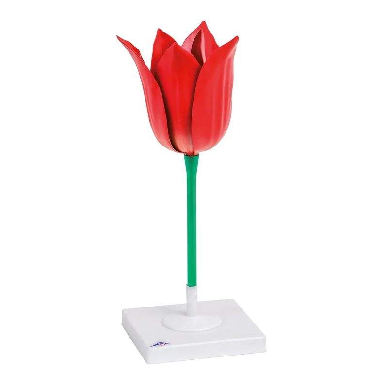 3B Scientific T21010 Tulip (Tulipa gesneriana) Model