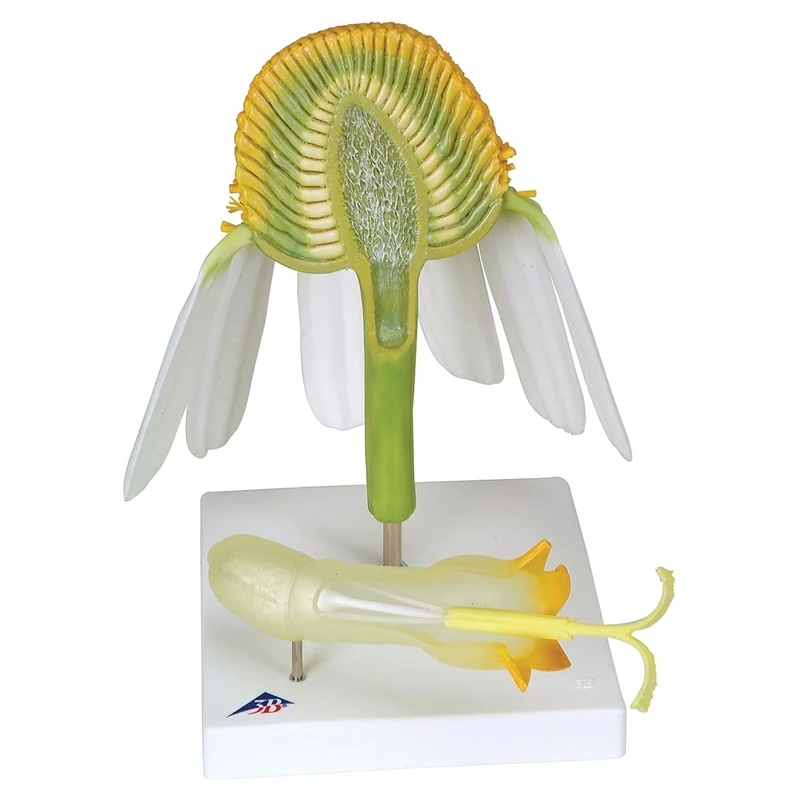 3B Scientific T21023 Chamomile (Matricaria Chamomilla) Model