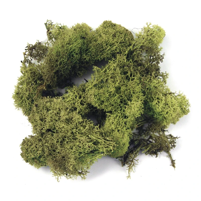 Natural Iceland Moss for Crafts, Decorative Green Moss for Wreath Making and Decoration, preserved, light green, 1kg, 850031