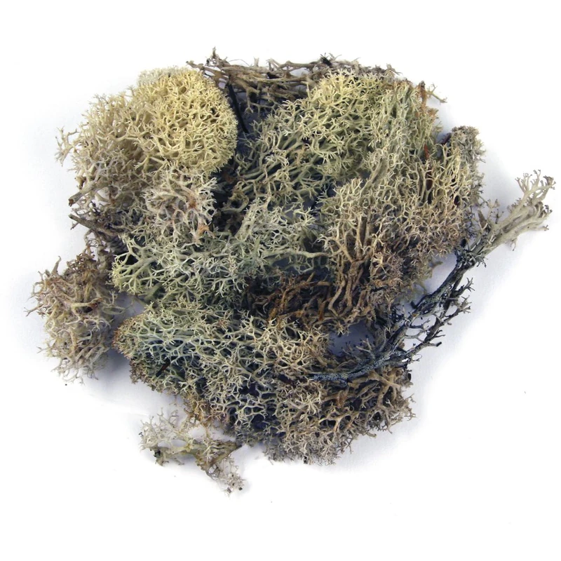 Natural Iceland Moss for Crafts, Decorative Green Moss for Wreath Making and Decoration, preserved, natural colours, 1kg, 8500331
