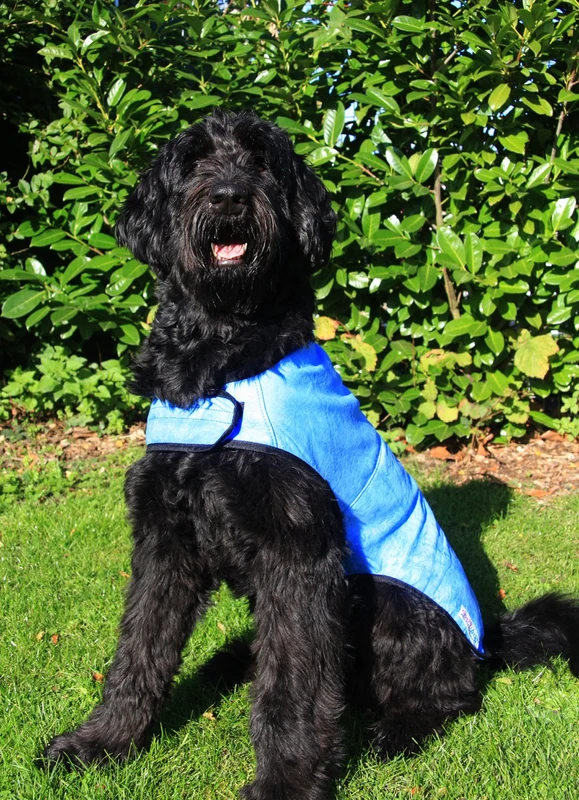 Prestige Cool Coat for Dogs, XL, Blue