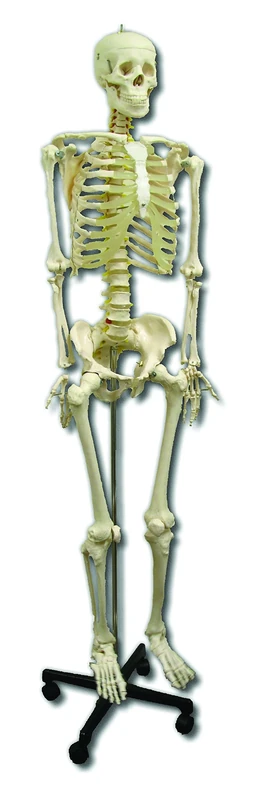 PERFORMANCE HEALTH Life Model Skeleton with Stand and Dust Cover - 170 cm