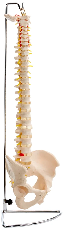 PERFORMANCE HEALTH Life Size Flexible Vertebral Column with Pelvis – Anatomical Spine Model for Home, School, Medical Clinics – Highly Detailed, Fully Flexible, 83cm (32") Skeleton Model with Stand