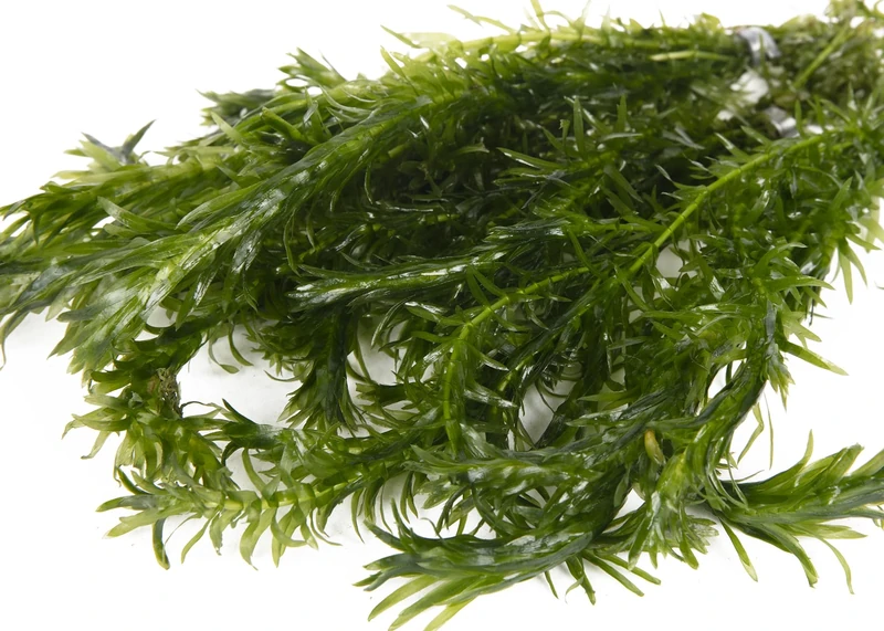 Lincolnshire Pond Plants Ltd - 40 Bunches of Elodea Densa Oxygenating Pond Plant (Weighted)