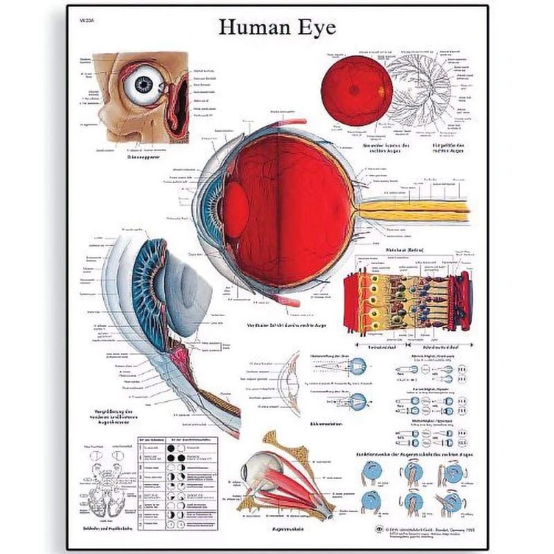 3B Scientific VR1226UU Human Anatomy - Human Eye Chart, Paper Version - Image 1
