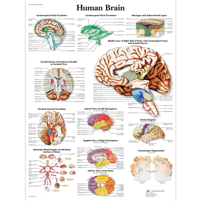3B Scientific Human Brain Chart Paper version, VR1615UU, unlaminated