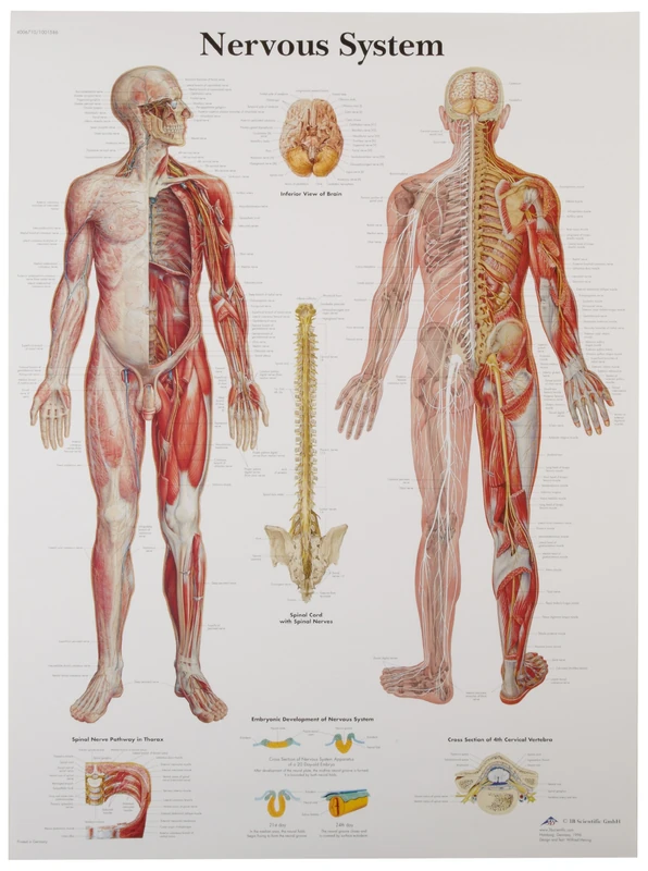 3B Scientific VR1620UU Human Anatomy - Nervous System Chart, Paper Version, unlaminated, 50.00 x 67.00 cms