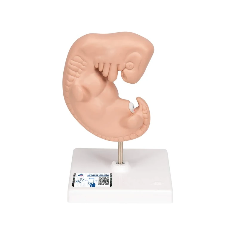 3B Scientific L15 Human Embryo Model, 25 Times Life Size + free Anatomy App - 3B Smart Anatomy