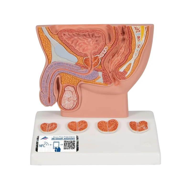 3B Scientific Prostate Model, 1/2 Natural Size + free Anatomy App - 3B Smart Anatomy, K41