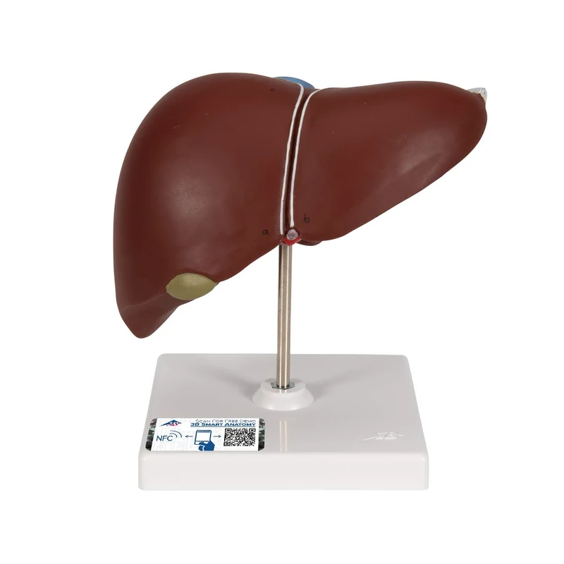 3B Scientific K25 Liver with Gall Bladder + free Anatomy App - 3B Smart Anatomy