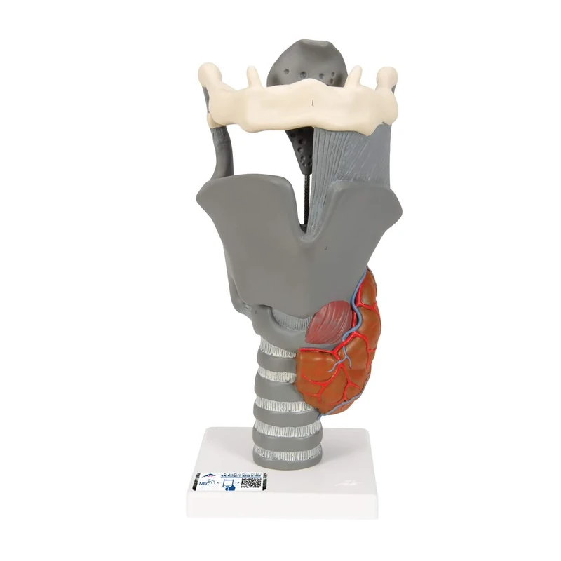 3B Scientific Human Anatomy - Functional Larynx Model, 2.5 Times Full Size + free anatomy software - 3B Smart Anatomy G20