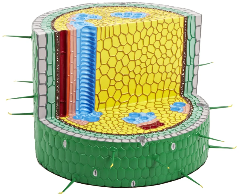 3B Scientific Stem Cross Section of Creeping Buttercup (Ranunculus repens), Model